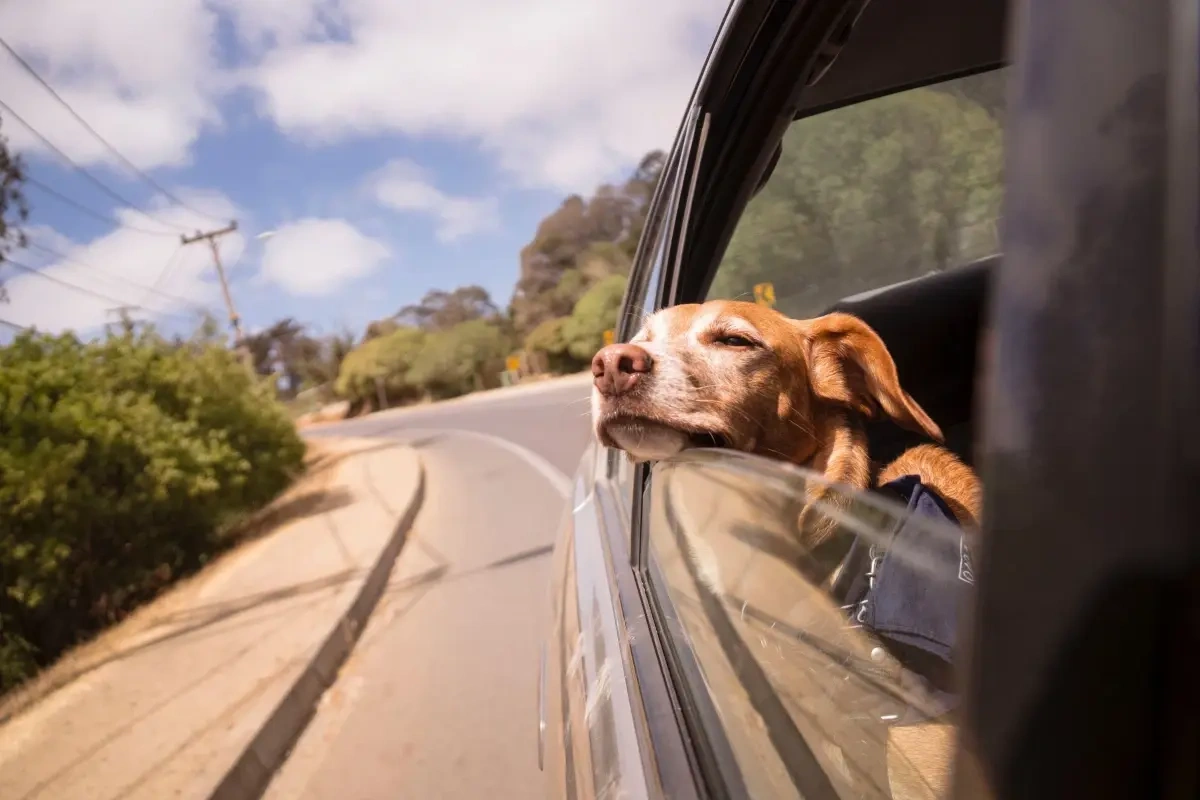 Kør selv-ferie med hund - 3 ting du skal være opmærksom på og 3 tips til at få den bedste tur