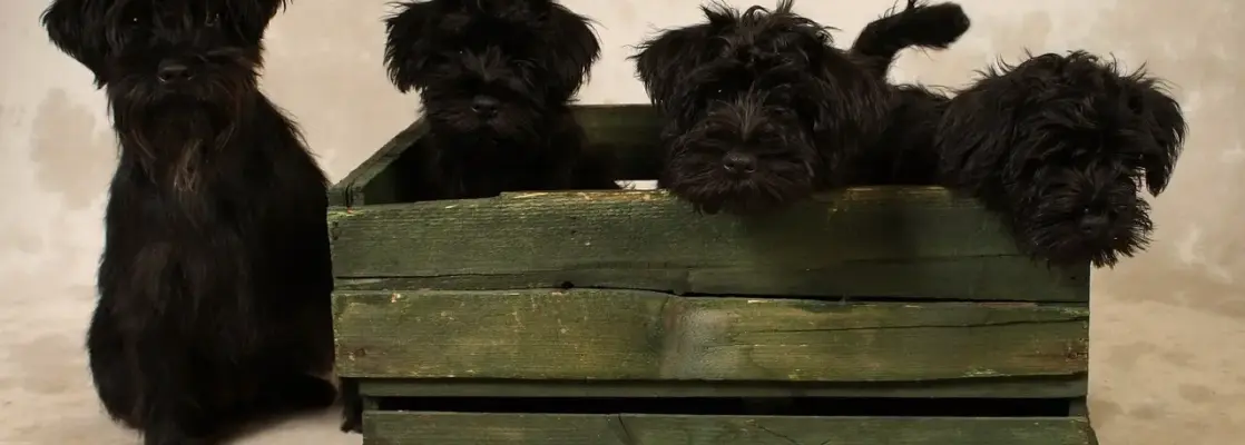 Hvordan introducerer jeg min hund til et nyt hundebur?