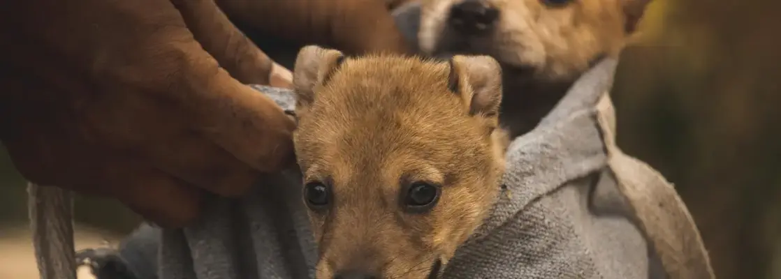 Hvordan vælge den perfekte hundetaske til stadionbesøg under A-League