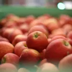 Hvordan vælger jeg det rigtige hundebur til min hund?