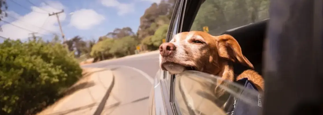 Kør selv-ferie med hund - 3 ting du skal være opmærksom på og 3 tips til at få den bedste tur